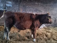 بقرة, Simmental cattle — الصورة 7