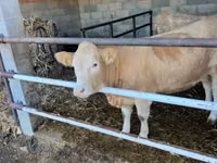 Cow, Charolais cattle — photo 4