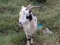 Goats (batch, sex not specified), Goats — photo 3