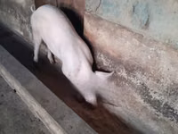 Pigs (batch, sex not specified) — photo 1