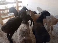मेढ़ा, भेड़ — फ़ोटो 3