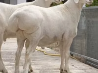 Ram, Sheep — photo 3