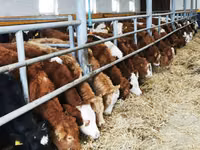 Rinder (Partie, Geschlecht nicht angegeben), Simmental cattle — Foto 2