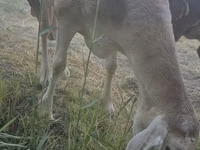 نعجة, Afghan Arabi sheep — الصورة 8
