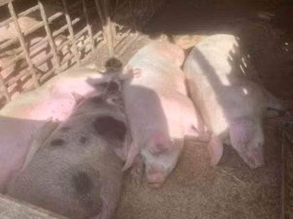Schweine (Partie, Geschlecht nicht angegeben), 