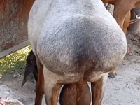 मेढ़ा, Ordabasy sheep — फ़ोटो 6