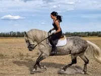 Hengst, Andalusian horse — Foto 2