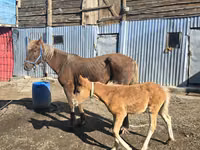 Stute, Altai horse — Foto 4