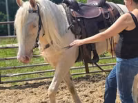 Hengst, Kentucky mountain daddle horse — Foto 7
