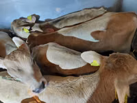 公牛, Simmental cattle — 照片 1