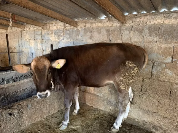 Cow, Swiss cattle