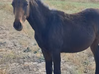 Hengst, Thoroughbred horse — Foto 3