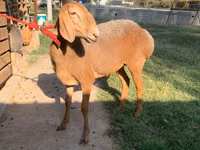 भेड़, Arashan sheep — फ़ोटो 4