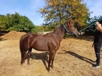 घोड़ी, Standardbred — फ़ोटो 3