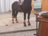 Hengst, Russian warmblood — Foto 2
