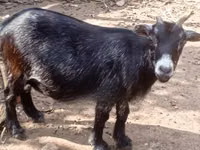 Goat, Goats — photo 1