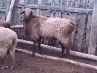 كبش, Edilbay sheep — الصورة 1