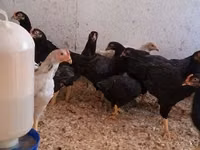 Chickens — Foto 3