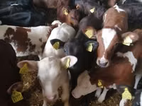 公牛, Cattle — 照片 4