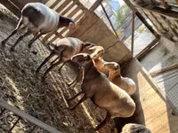 Schaf, Arashan sheep — Foto 4