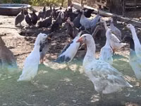 इंडियन रनर — फ़ोटो 1