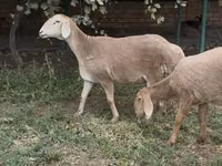 Sheep, Arashan sheep — photo 1