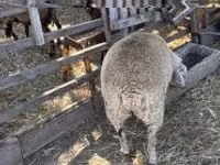 Schaf, Beltex sheep — Foto 3
