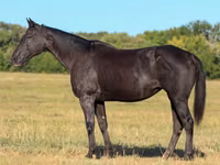 فرس, Quarter Horse — الصورة 1