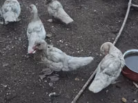 Ducks — 照片 3