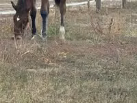 Hengst, Lipizzaner — Foto 5