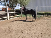 公马, Akhal-Teke — 照片 1