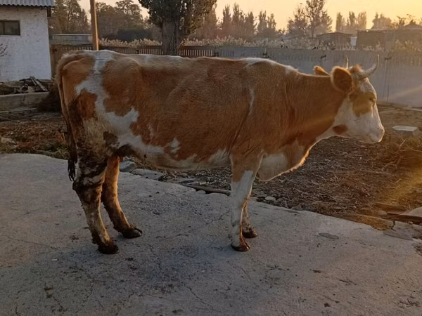 بقرة, Simmental cattle
