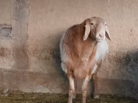 Widder, Arashan sheep — Foto 1