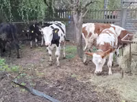 بقرة, Simmental cattle — الصورة 4