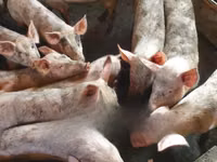 Schweine (Partie, Geschlecht nicht angegeben), Schweine — Foto 3
