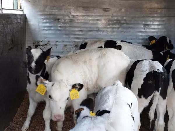 Bovinos (lote, sexo no especificado), Russian Black pied cattle