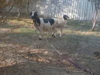 Cabra, Cabras — foto 2