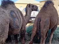 Camellos (lote, sexo no especificado), Camellos — foto 2