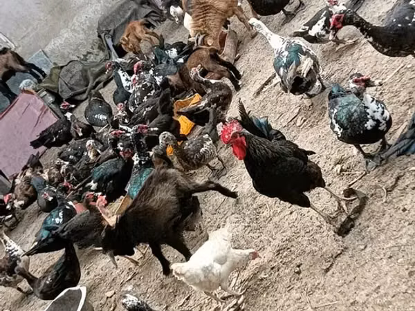 Domestic Muscovy
