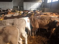 मवेशी (लॉट, लिंग निर्दिष्ट नहीं), Simmental cattle — फ़ोटो 2