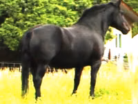 母马, Percheron — 照片 1