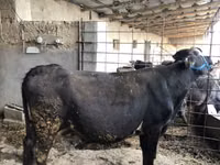 بقرة, Russian Black pied cattle — الصورة 2