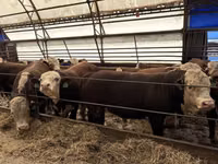 Bull, Simmental cattle — photo 7