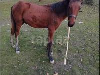Horse (M), Horses — photo 2