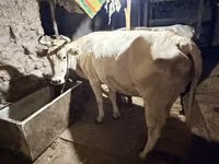 母牛, Ukrainian Brown Dairy Cattle — 照片 3