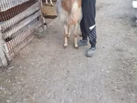 Ram, Arashan sheep — photo 2