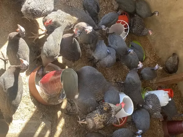 Guinea fowl
