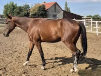 Caballo, Caballos — foto 2