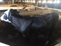 母牛, Yaroslavl cattle — 照片 1