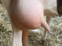 母山羊, Saanen goat — 照片 6